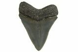 Serrated, Juvenile Megalodon Tooth - Georgia #329826-1